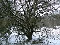 Winter tree, Hampstead Heath P1070641
